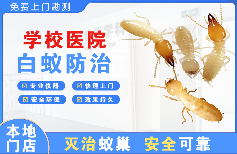 余姚学校医院白蚁防治