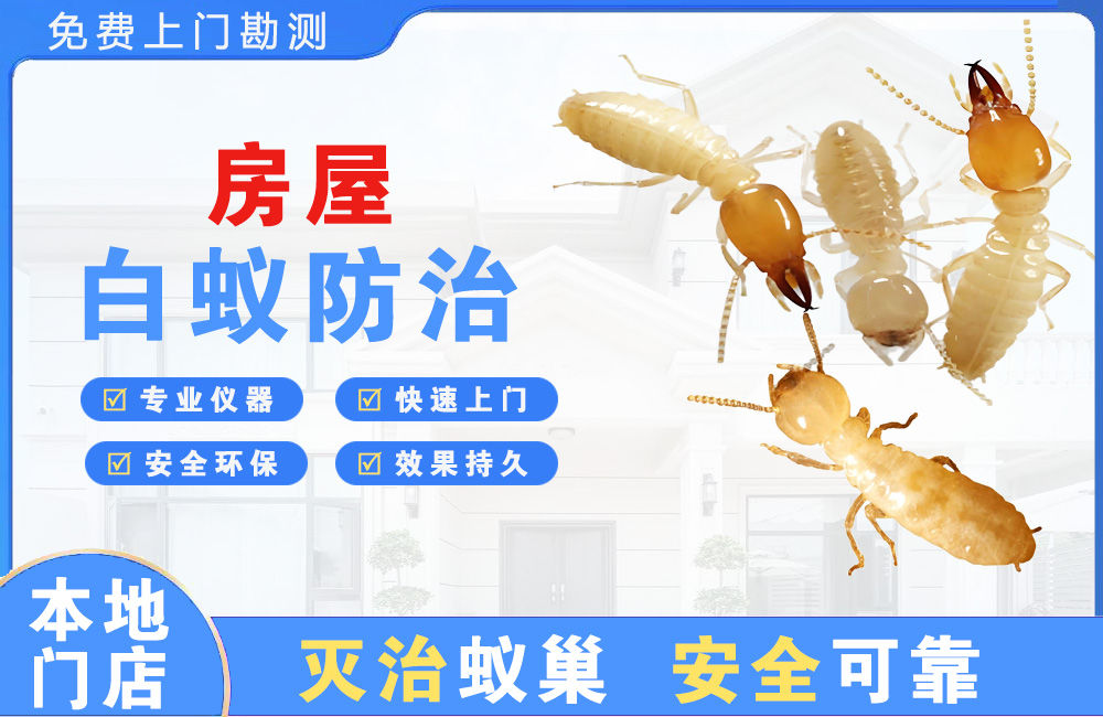 余姚房屋白蚁防治